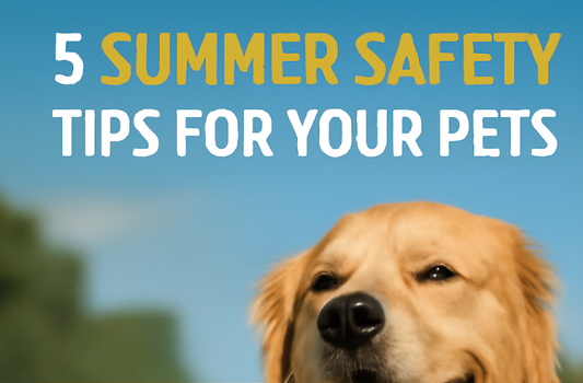 5 Summer Safety Tips for Your Pets