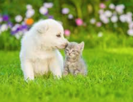 How to Choose the Right Pet Food for Your Pet
