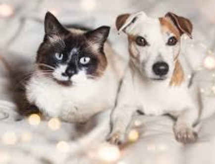 The Best Pet Toys for Indoor Play